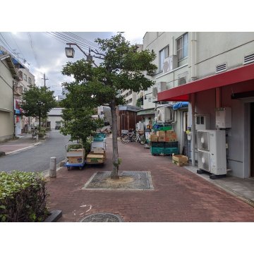 裏側（南側）